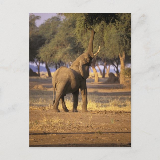 Africa, Kenya, Masai Mara. Elephant (Loxodonta Postcard (Front)