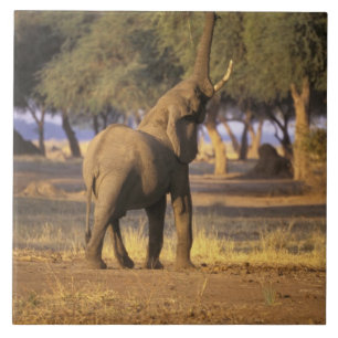 Africa, Kenya, Masai Mara. Elephant (Loxodonta Tile