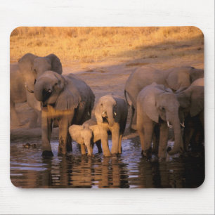 Africa, Kenya, Masai Mara. Elephants (Loxodonta Mouse Mat