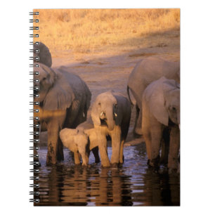 Africa, Kenya, Masai Mara. Elephants (Loxodonta Notebook