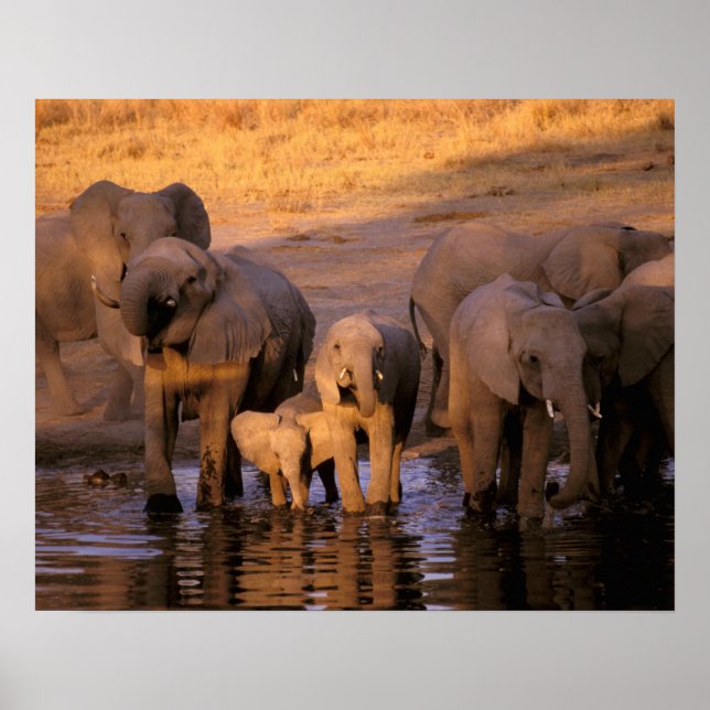 Africa, Kenya, Masai Mara. Elephants (Loxodonta Poster (Front)