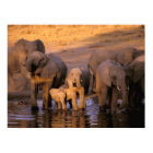 Africa, Kenya, Masai Mara. Elephants (Loxodonta