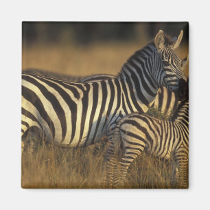 Africa, Kenya, Masai Mara Game Reserve. Plains Magnet