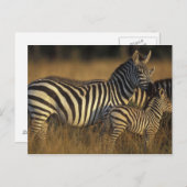 Africa, Kenya, Masai Mara Game Reserve. Plains Postcard (Front/Back)