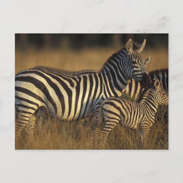 Africa, Kenya, Masai Mara Game Reserve. Plains Postcard (Front)