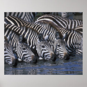 Africa, Kenya, Masai Mara Game Reserve, Plains Poster