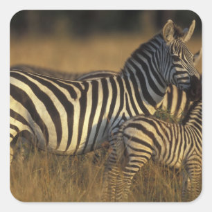 Africa, Kenya, Masai Mara Game Reserve. Plains Square Sticker