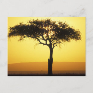 Africa, Kenya, Masai Mara Game Reserve, Rising Postcard