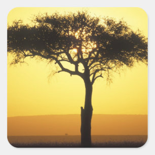 Africa, Kenya, Masai Mara Game Reserve, Rising Square Sticker