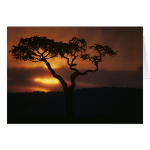 Africa, Kenya, Masai Mara Game Reserve, Setting