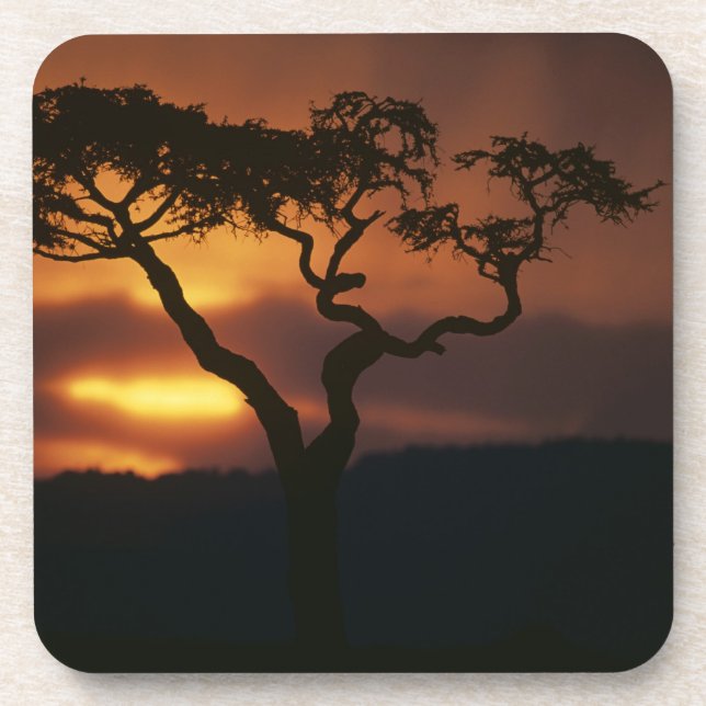 Africa, Kenya, Masai Mara Game Reserve, Setting Coaster (Front)