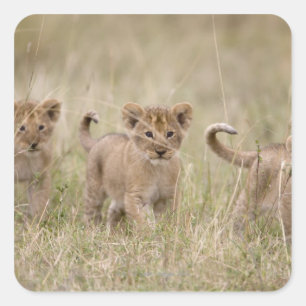 'Africa, Kenya, Masai Mara Game Reserve' Square Sticker