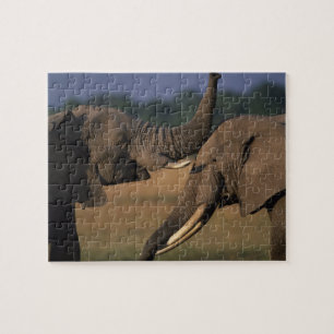Africa, Kenya, Masai Mara Game Reserve, Two Bull Jigsaw Puzzle
