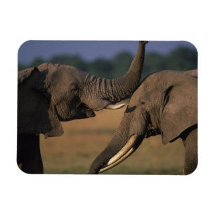 Africa, Kenya, Masai Mara Game Reserve, Two Bull Magnet