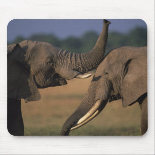 Africa, Kenya, Masai Mara Game Reserve, Two Bull Mouse Mat