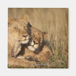 Africa, Kenya, Masai Mara Game Reserve, Young Magnet