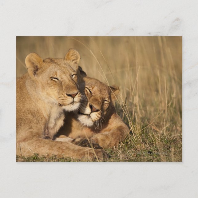 Africa, Kenya, Masai Mara Game Reserve, Young Postcard (Front)