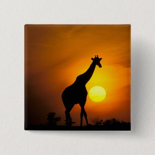 Africa, Kenya, Masai Mara. Giraffe (Giraffe 15 Cm Square Badge