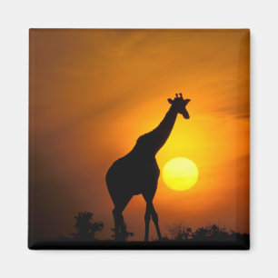 Africa, Kenya, Masai Mara. Giraffe (Giraffe Magnet