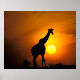 Africa, Kenya, Masai Mara. Giraffe (Giraffe Poster