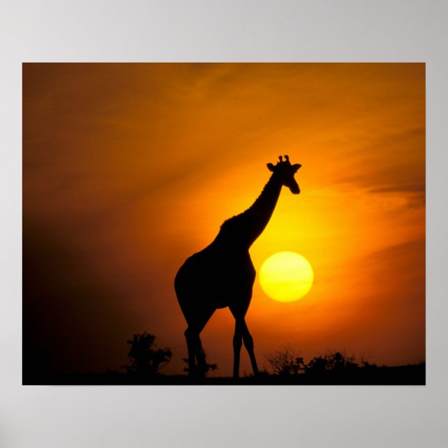Africa, Kenya, Masai Mara. Giraffe (Giraffe Poster (Front)