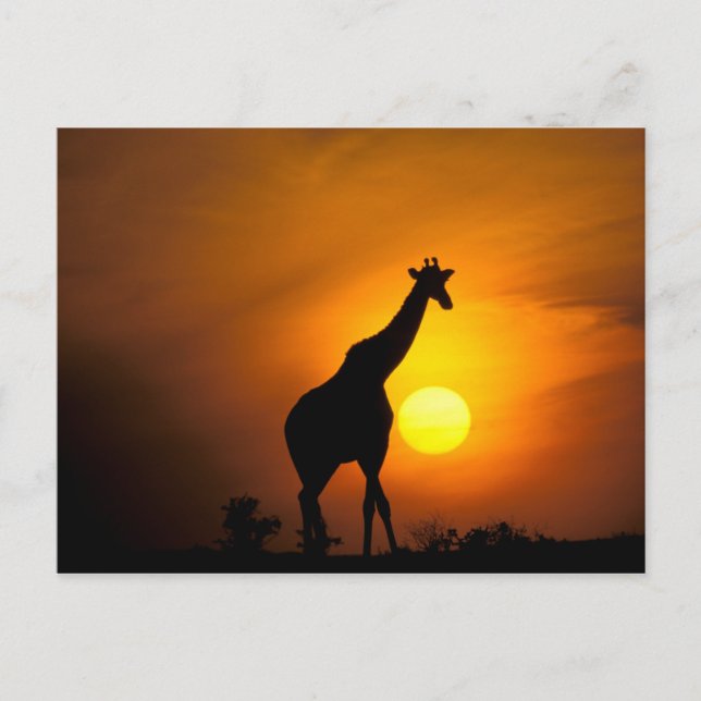 Africa, Kenya, Masai Mara. Giraffe Postcard (Front)