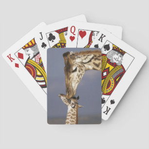 Africa, Kenya, Masai Mara. Giraffes (Giraffe Playing Cards