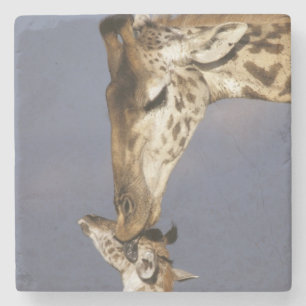 Africa, Kenya, Masai Mara. Giraffes (Giraffe Stone Coaster