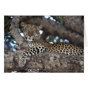 Africa. Kenya. Masai Mara. Leopard (Panthera