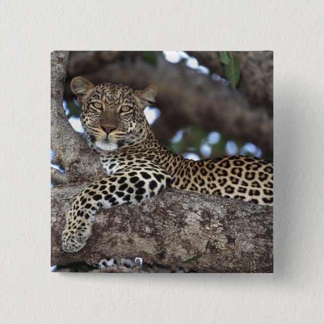 Africa. Kenya. Masai Mara. Leopard (Panthera 15 Cm Square Badge (Front)