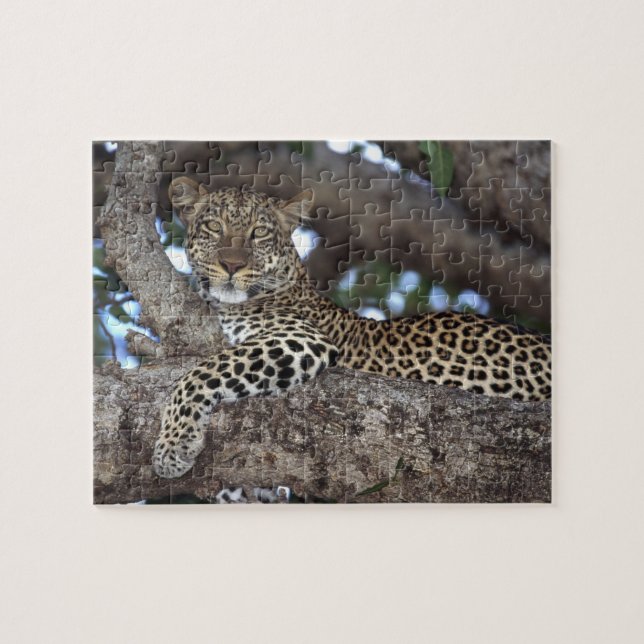 Africa. Kenya. Masai Mara. Leopard (Panthera Jigsaw Puzzle (Horizontal)