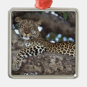 Africa. Kenya. Masai Mara. Leopard (Panthera Metal Tree Decoration