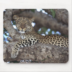 Africa. Kenya. Masai Mara. Leopard (Panthera Mouse Mat