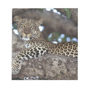 Africa. Kenya. Masai Mara. Leopard (Panthera Notepad