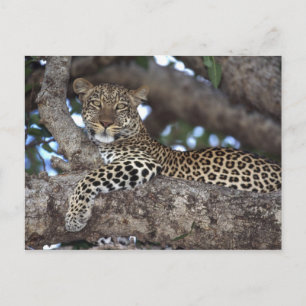 Africa. Kenya. Masai Mara. Leopard (Panthera Postcard