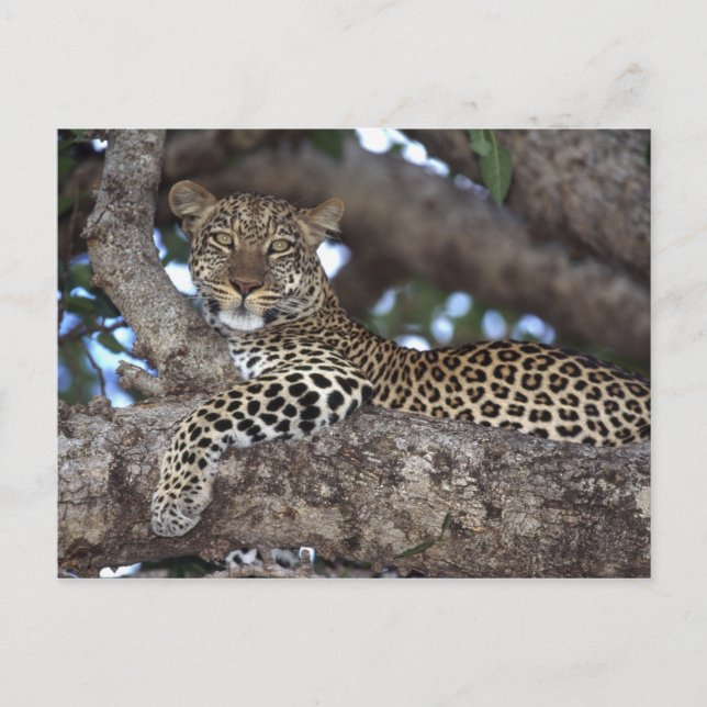 Africa. Kenya. Masai Mara. Leopard (Panthera Postcard (Front)