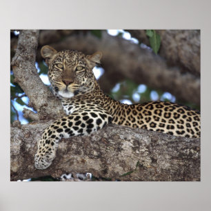 Africa. Kenya. Masai Mara. Leopard (Panthera Poster