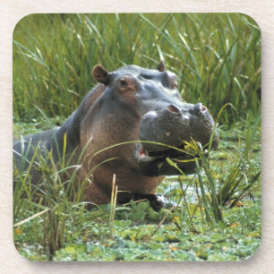 Africa, Kenya, Masai Mara NR. A mother hippo Coaster
