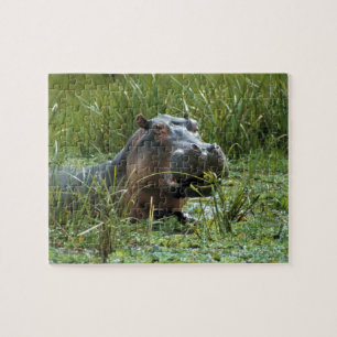 Africa, Kenya, Masai Mara NR. A mother hippo Jigsaw Puzzle
