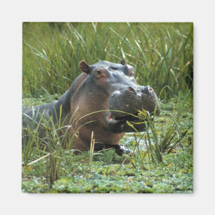 Africa, Kenya, Masai Mara NR. A mother hippo Magnet