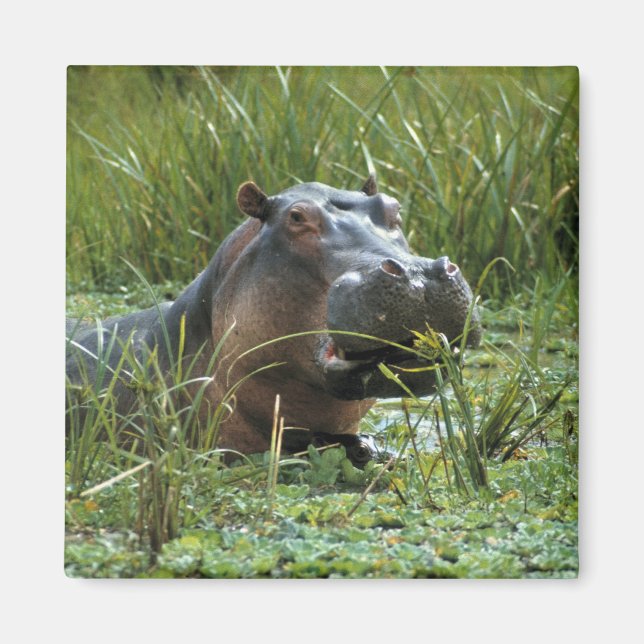 Africa, Kenya, Masai Mara NR. A mother hippo Magnet (Front)