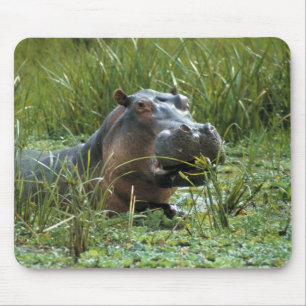Africa, Kenya, Masai Mara NR. A mother hippo Mouse Mat