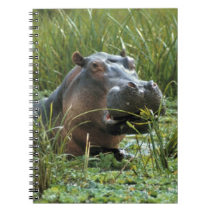 Africa, Kenya, Masai Mara NR. A mother hippo Notebook