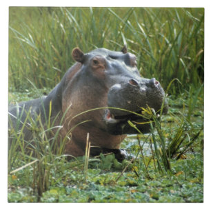 Africa, Kenya, Masai Mara NR. A mother hippo Tile