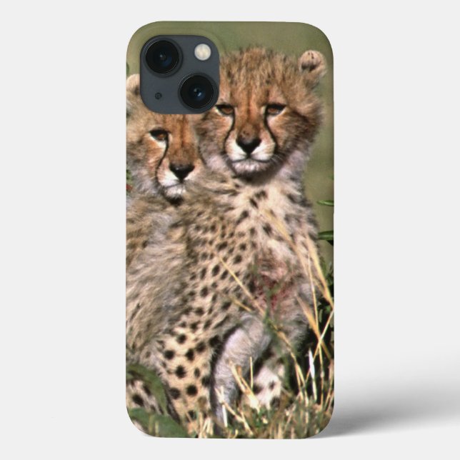 Africa; Kenya; Masai Mara; Three cheetah cubs Case-Mate iPhone Case (Back)