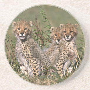 Africa; Kenya; Masai Mara; Three cheetah cubs Coaster