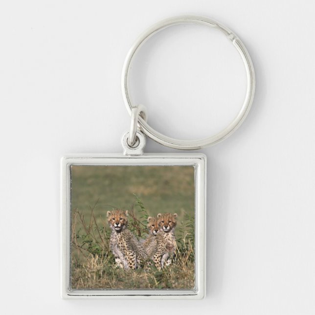 Africa; Kenya; Masai Mara; Three cheetah cubs Key Ring (Front)