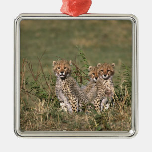 Africa; Kenya; Masai Mara; Three cheetah cubs Metal Tree Decoration