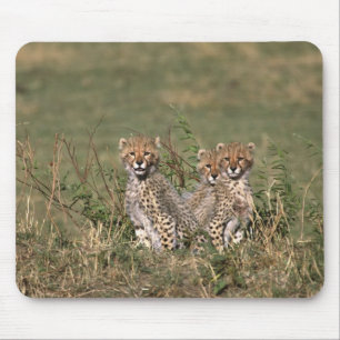 Africa; Kenya; Masai Mara; Three cheetah cubs Mouse Mat