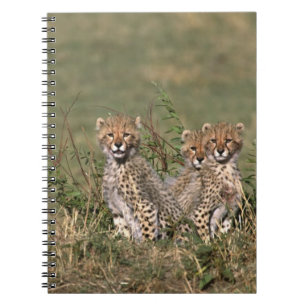 Africa; Kenya; Masai Mara; Three cheetah cubs Notebook